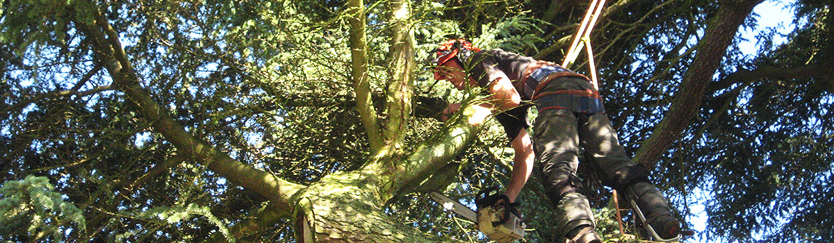 Tree Surgeon Guildford